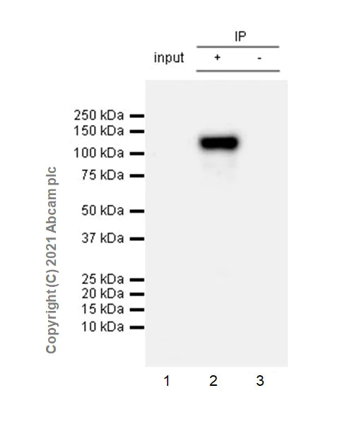 Immunoprecipitation - Anti-Neuroligin 3 antibody [EPR23874-51] - BSA and Azide free (AB283231)