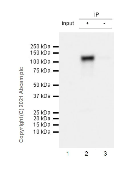 Immunoprecipitation - Anti-Neuroligin 3 antibody [EPR23874-51] - BSA and Azide free (AB283231)