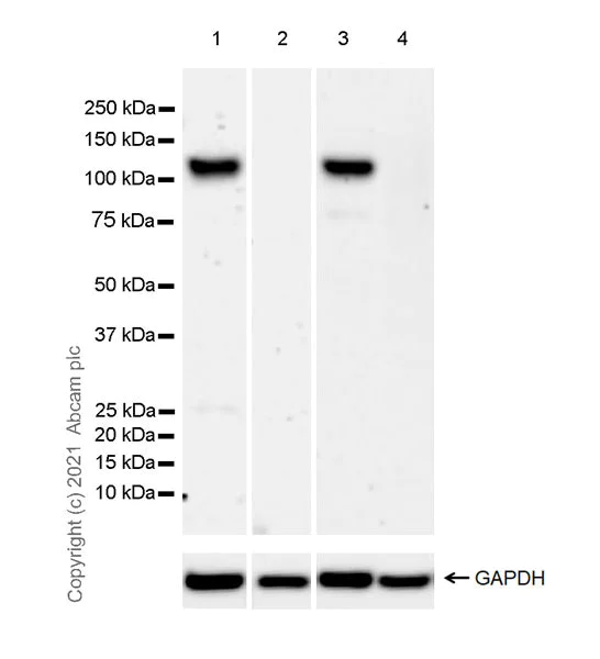 Western blot - Anti-Neuroligin 3 antibody [EPR23874-51] - BSA and Azide free (AB283231)