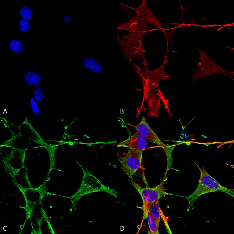 Immunocytochemistry/ Immunofluorescence - Anti-Neuroligin 3 antibody [N110/29] (AB186307)