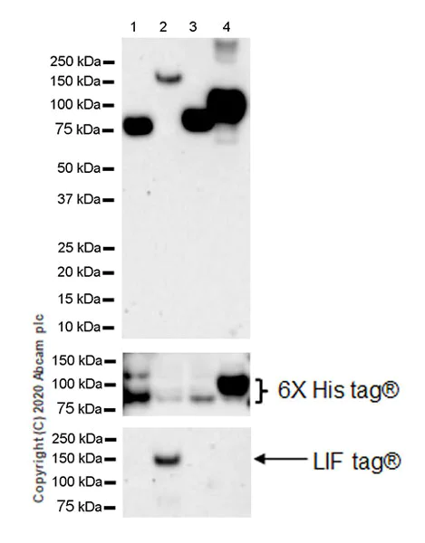 Western blot - Anti-Neuroligin1 + Neuroligin2 + Neuroligin3 + Neuroligin4 antibody [EPR24149-36] - BSA & Azide free (AB278107)