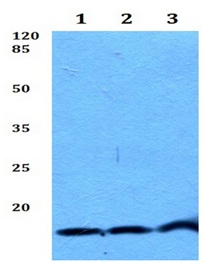 Western blot - Anti-Neuromedin B antibody (AB191499)
