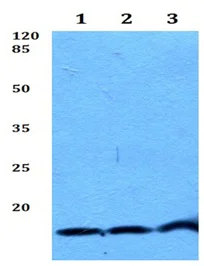 Western blot - Anti-Neuromedin B antibody (AB191499)