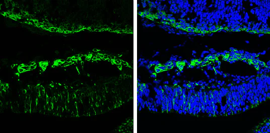 Immunohistochemistry (Frozen sections) - Anti-Neuron specific beta III Tubulin antibody - Neuronal Marker (AB229590)