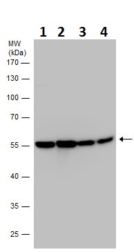 Western blot - Anti-Neuron specific beta III Tubulin antibody - Neuronal Marker (ab229590), expandable thumbnail