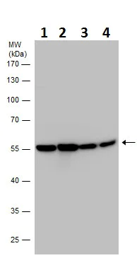 Western blot - Anti-Neuron specific beta III Tubulin antibody - Neuronal Marker (AB229590)
