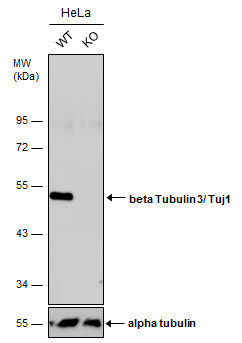 Western blot - Anti-Neuron specific beta III Tubulin antibody - Neuronal Marker (AB229590), expandable thumbnail