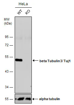 Western blot - Anti-Neuron specific beta III Tubulin antibody - Neuronal Marker (AB229590)