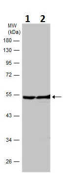 Western blot - Anti-Neuron specific beta III Tubulin antibody - Neuronal Marker (ab229590), expandable thumbnail