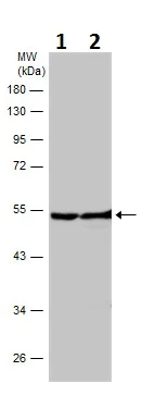 Western blot - Anti-Neuron specific beta III Tubulin antibody - Neuronal Marker (AB229590)
