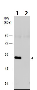 Western blot - Anti-Neuron specific beta III Tubulin antibody - Neuronal Marker (AB229590), expandable thumbnail