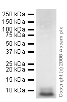 Western blot - Anti-Neuronatin antibody (AB27266), expandable thumbnail