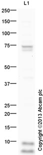 Western blot - Anti-Neuronatin antibody (AB27266), expandable thumbnail