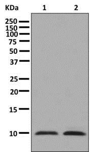 Western blot - Anti-Neuronatin antibody [EPR13554(B)] (AB181353)