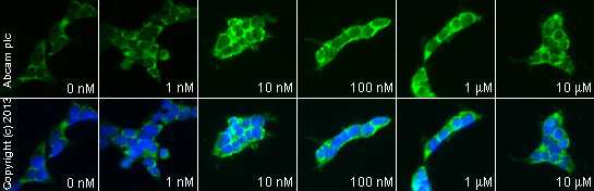 Functional Studies - Neuropeptide S (rat), NPS receptor agonist (AB120246)