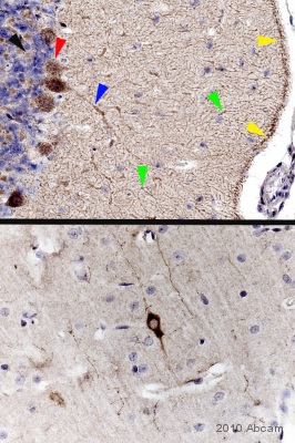 Anti-Neuropeptide Y antibody. Rabbit polyclonal (ab30914 Anti-Neuropeptide Y antibody. Rabbit polyclonal (ab30914