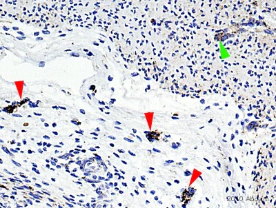 Immunohistochemistry (Formalin/PFA-fixed paraffin-embedded sections) - Anti-Neuropeptide Y antibody (AB30914)