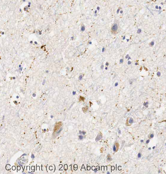 Immunohistochemistry (Formalin/PFA-fixed paraffin-embedded sections) - Anti-Neuropeptide Y antibody (AB30914)