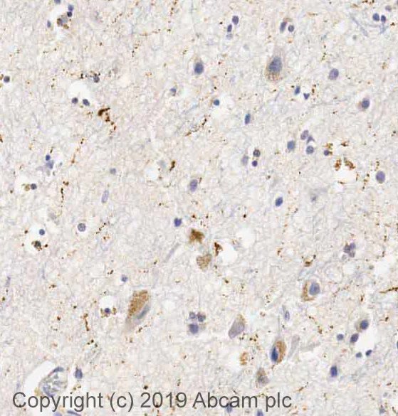 Immunohistochemistry (Formalin/PFA-fixed paraffin-embedded sections) - Anti-Neuropeptide Y antibody (AB30914)