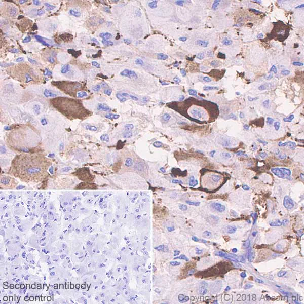 Immunohistochemistry (Formalin/PFA-fixed paraffin-embedded sections) - Anti-Neuropeptide Y antibody [EPR21877] (AB221145)