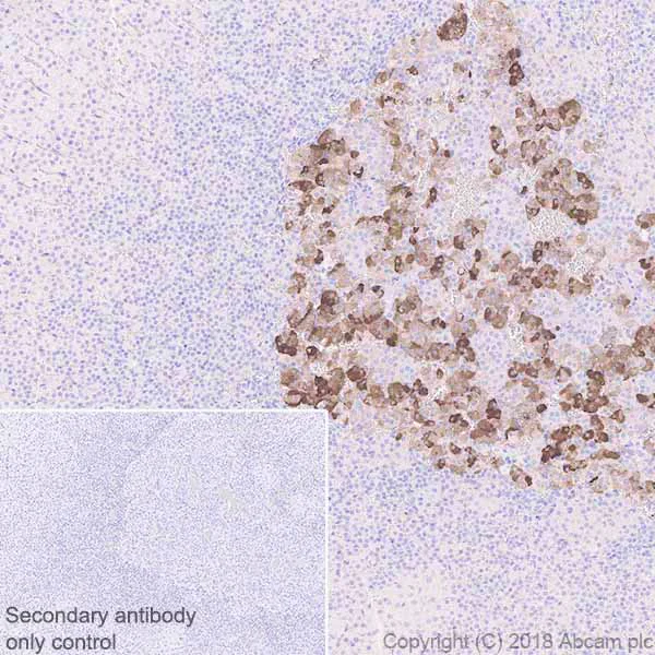 Immunohistochemistry (Formalin/PFA-fixed paraffin-embedded sections) - Anti-Neuropeptide Y antibody [EPR21877] (AB221145)