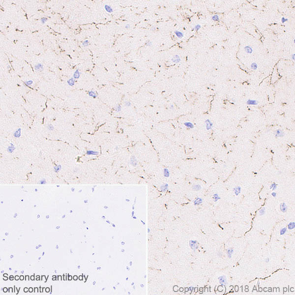 Immunohistochemistry (Formalin/PFA-fixed paraffin-embedded sections) - Anti-Neuropeptide Y antibody [EPR21877] (AB221145), expandable thumbnail