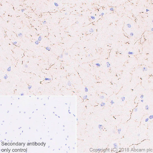 Immunohistochemistry (Formalin/PFA-fixed paraffin-embedded sections) - Anti-Neuropeptide Y antibody [EPR21877] (AB221145)
