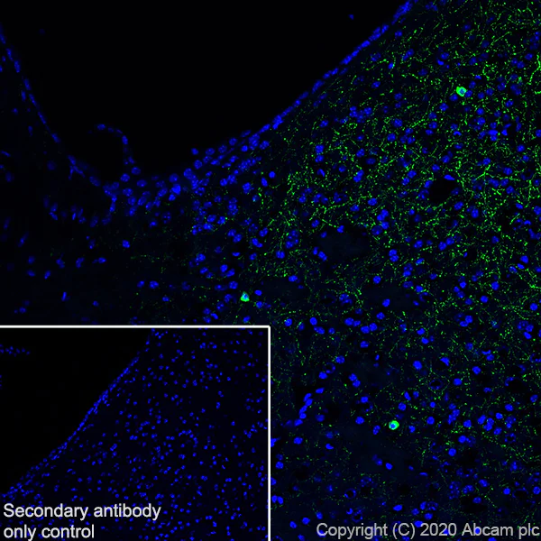Immunohistochemistry (Frozen sections) - Anti-Neuropeptide Y antibody [EPR21877] (AB221145)