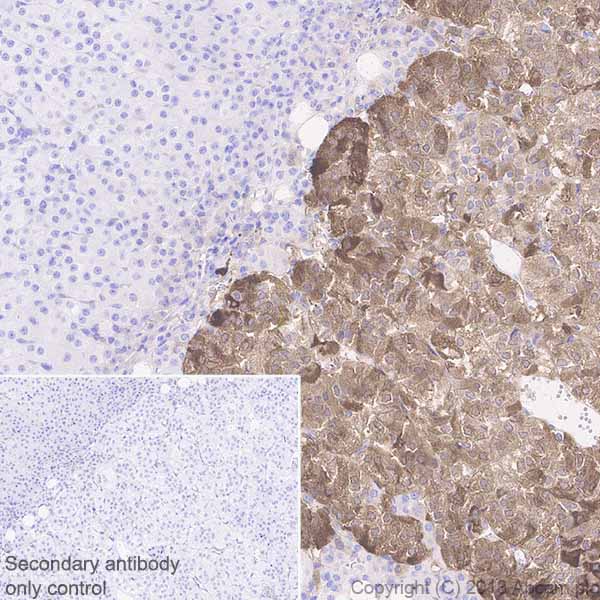 Immunohistochemistry (Formalin/PFA-fixed paraffin-embedded sections) - Anti-Neuropeptide Y antibody [EPR21877] - BSA and Azide free (AB234527), expandable thumbnail