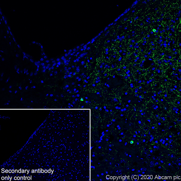 Immunohistochemistry (Frozen sections) - Anti-Neuropeptide Y antibody [EPR21877] - BSA and Azide free (AB234527), expandable thumbnail