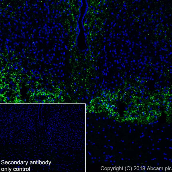 Immunohistochemistry (Frozen sections) - Anti-Neuropeptide Y antibody [EPR21877] - BSA and Azide free (AB234527), expandable thumbnail