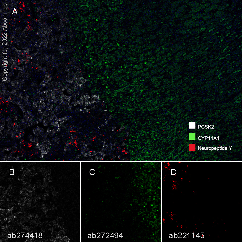 Multiplex immunohistochemistry - Anti-Neuropeptide Y antibody [EPR21877] - BSA and Azide free (ab234527), expandable thumbnail