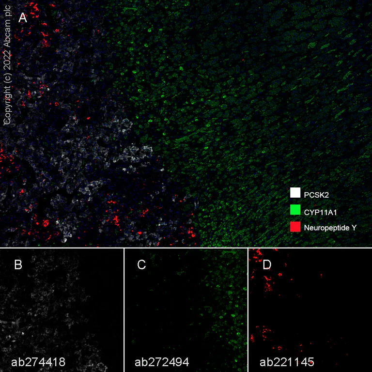 Multiplex immunohistochemistry - Anti-Neuropeptide Y antibody [EPR21877] - BSA and Azide free (AB234527)