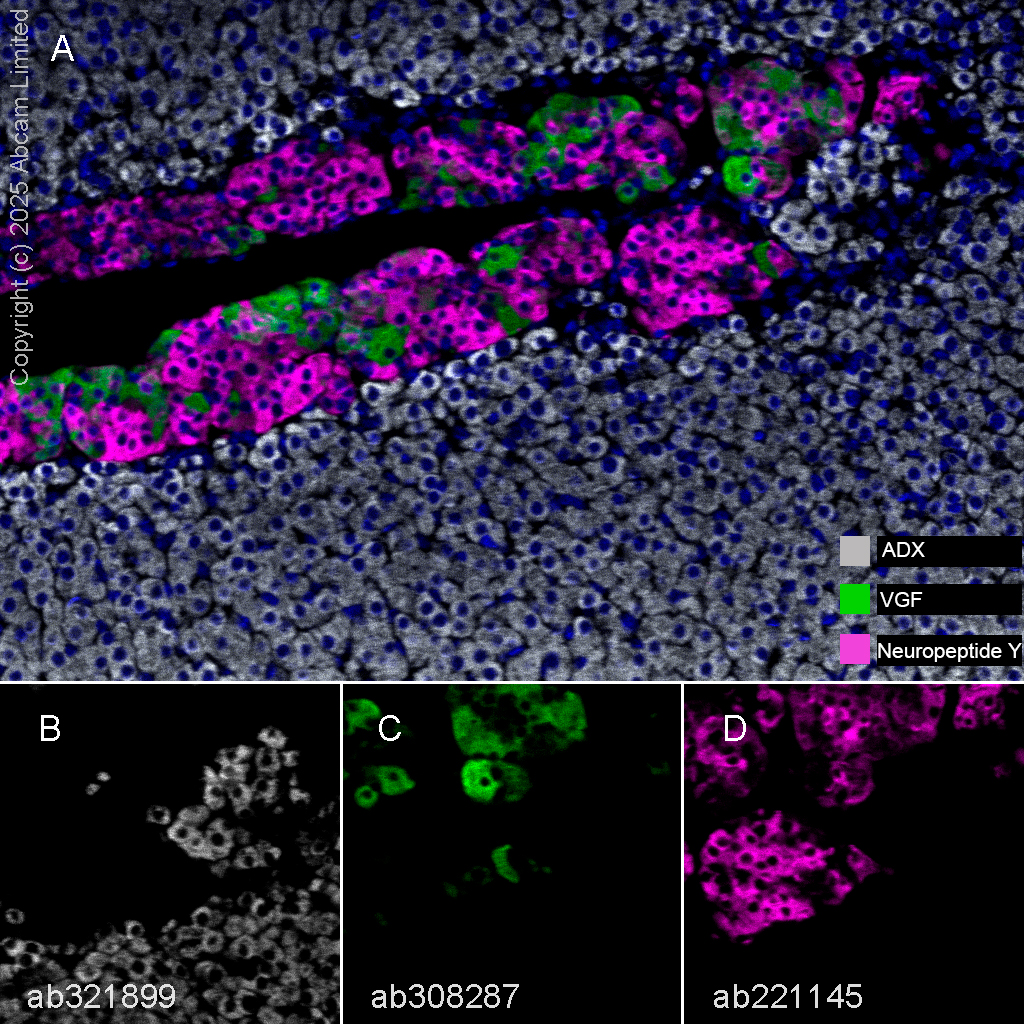 Multiplex immunohistochemistry - Anti-Neuropeptide Y antibody [EPR21877] - BSA and Azide free (ab234527), expandable thumbnail