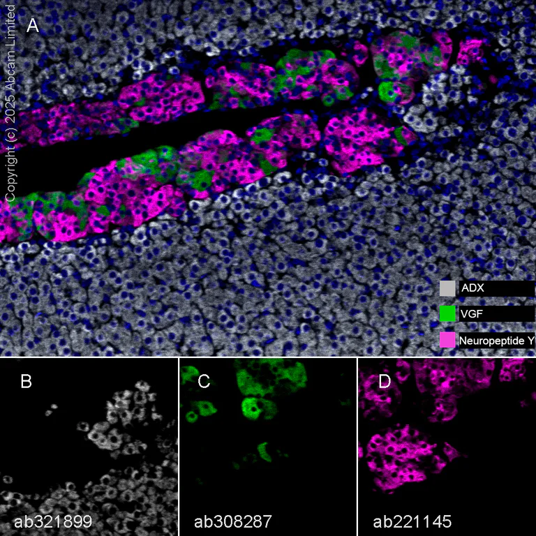 Multiplex immunohistochemistry - Anti-Neuropeptide Y antibody [EPR21877] - BSA and Azide free (AB234527)