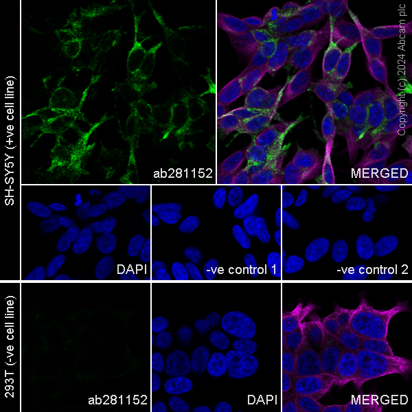 Immunocytochemistry/ Immunofluorescence - Anti-Neuropeptide Y antibody [EPR23483-18] - BSA and Azide free (Capture) (AB281152)