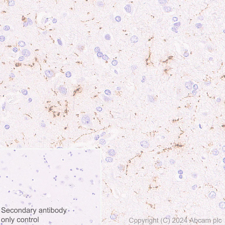 Immunohistochemistry (Formalin/PFA-fixed paraffin-embedded sections) - Anti-Neuropeptide Y antibody [EPR23483-18] - BSA and Azide free (Capture) (AB281152)