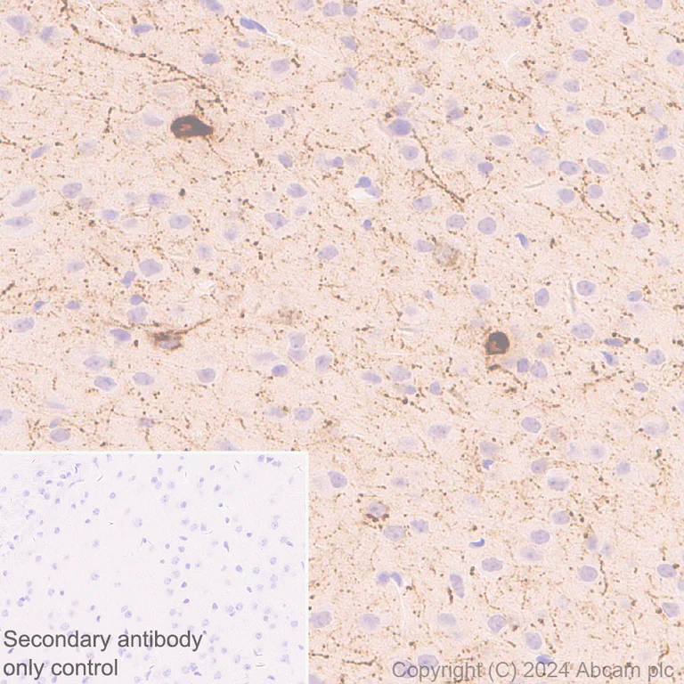 Immunohistochemistry (Formalin/PFA-fixed paraffin-embedded sections) - Anti-Neuropeptide Y antibody [EPR23483-18] - BSA and Azide free (Capture) (AB281152)