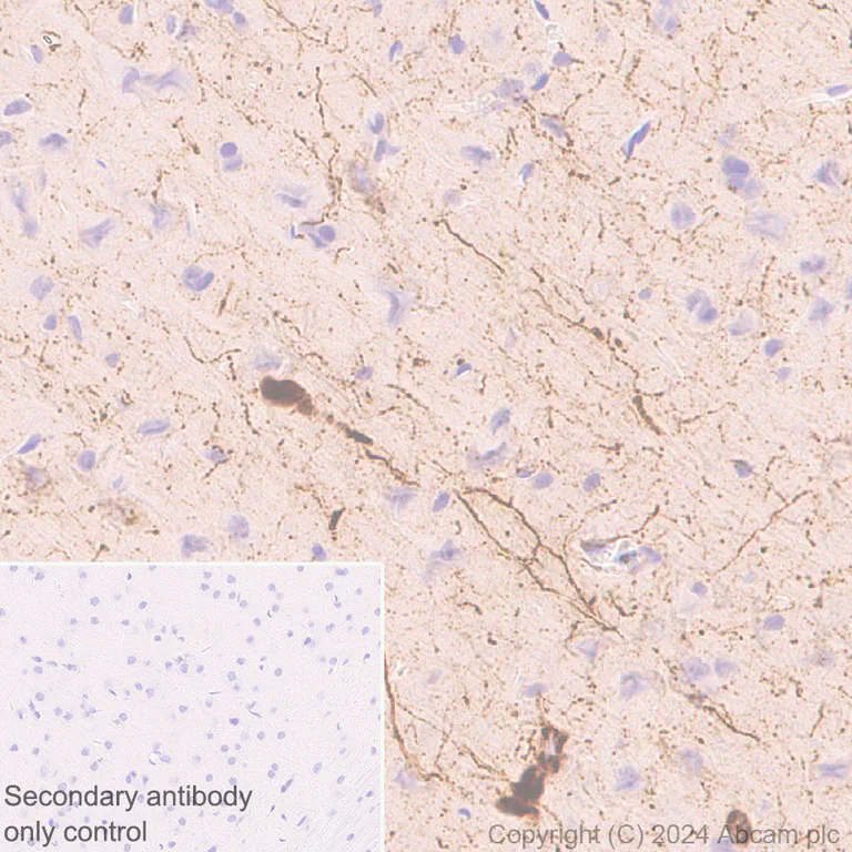 Immunohistochemistry (Formalin/PFA-fixed paraffin-embedded sections) - Anti-Neuropeptide Y antibody [EPR23483-18] - BSA and Azide free (Capture) (AB281152)