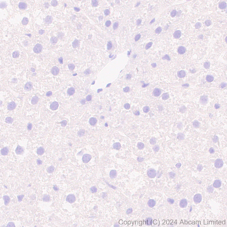 Immunohistochemistry (Formalin/PFA-fixed paraffin-embedded sections) - Anti-Neuropeptide Y antibody [EPR23483-18] - BSA and Azide free (Capture) (AB281152)