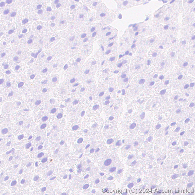 Immunohistochemistry (Formalin/PFA-fixed paraffin-embedded sections) - Anti-Neuropeptide Y antibody [EPR23483-18] - BSA and Azide free (Capture) (AB281152)