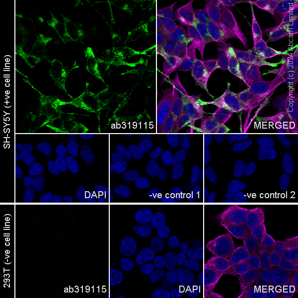 Immunocytochemistry/ Immunofluorescence - Anti-Neuropeptide Y antibody [RM1201] - BSA and Azide free (ab319116), expandable thumbnail