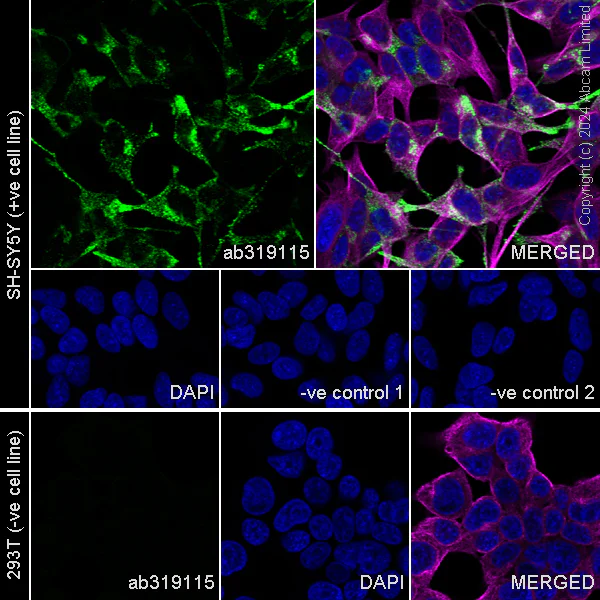 Immunocytochemistry/ Immunofluorescence - Anti-Neuropeptide Y antibody [RM1201] - BSA and Azide free (AB319116)