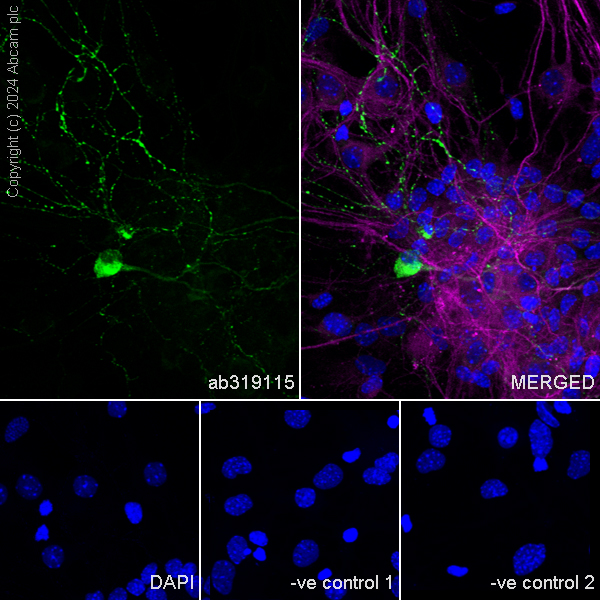 Immunocytochemistry/ Immunofluorescence - Anti-Neuropeptide Y antibody [RM1201] - BSA and Azide free (ab319116), expandable thumbnail