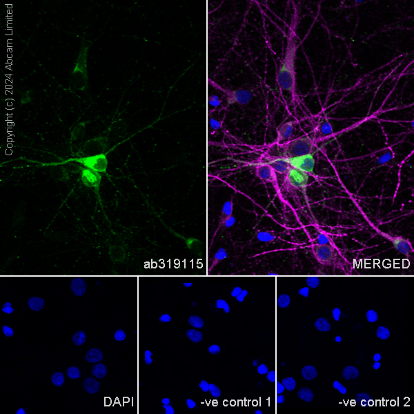 Immunocytochemistry/ Immunofluorescence - Anti-Neuropeptide Y antibody [RM1201] - BSA and Azide free (ab319116), expandable thumbnail