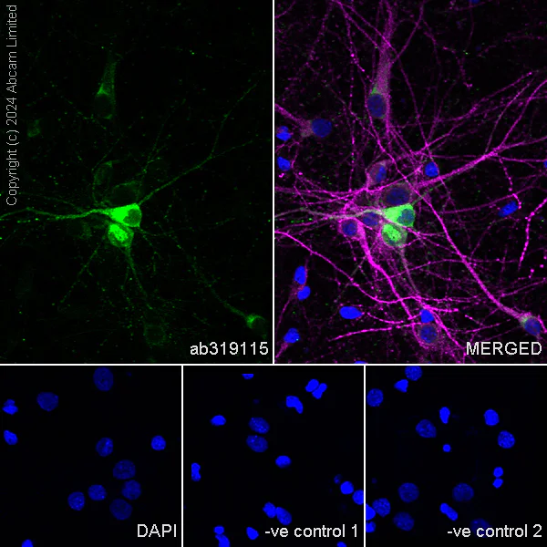 Immunocytochemistry/ Immunofluorescence - Anti-Neuropeptide Y antibody [RM1201] - BSA and Azide free (AB319116)