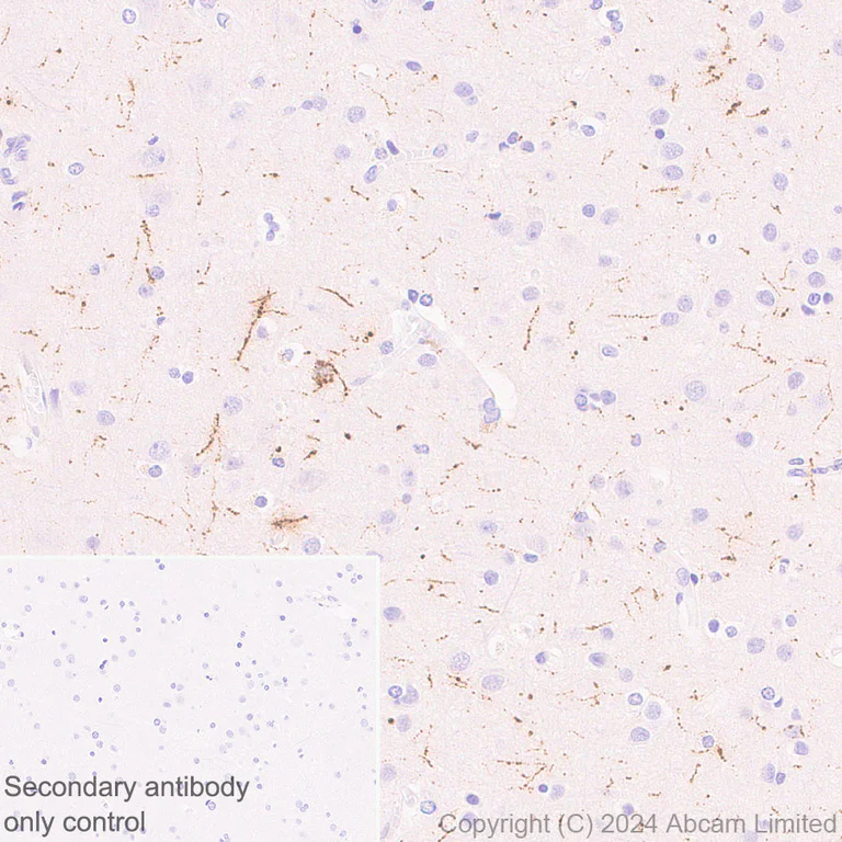 Immunohistochemistry (Formalin/PFA-fixed paraffin-embedded sections) - Anti-Neuropeptide Y antibody [RM1201] - BSA and Azide free (AB319116)