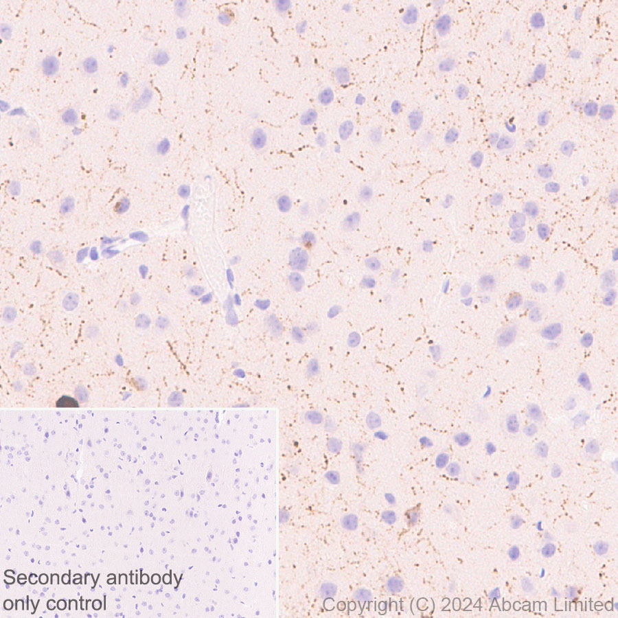 Immunohistochemistry (Formalin/PFA-fixed paraffin-embedded sections) - Anti-Neuropeptide Y antibody [RM1201] - BSA and Azide free (ab319116), expandable thumbnail