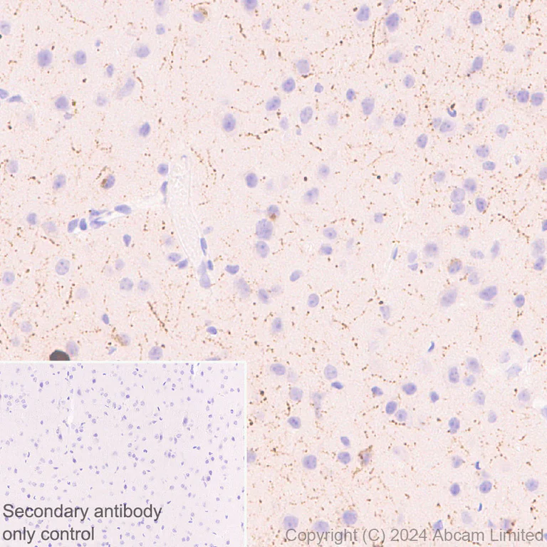 Immunohistochemistry (Formalin/PFA-fixed paraffin-embedded sections) - Anti-Neuropeptide Y antibody [RM1201] - BSA and Azide free (AB319116)