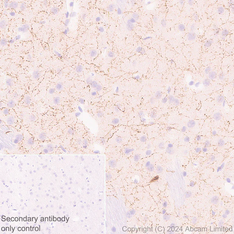 Immunohistochemistry (Formalin/PFA-fixed paraffin-embedded sections) - Anti-Neuropeptide Y antibody [RM1201] - BSA and Azide free (AB319116)